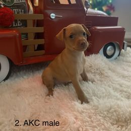 Great Dane and Miniature Pinscher Puppies from Legacy Danes