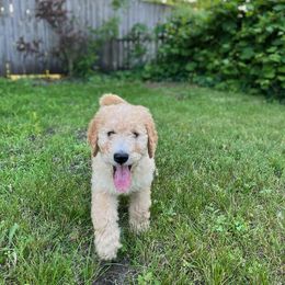 Goldendoodle and Poodle Puppies from Cristin's Poodles