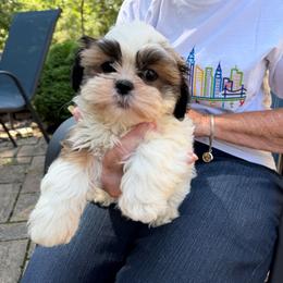 Boy 1 - Gold and white male Shih Tzu puppy in Hampstead, Maryland from Shawny's Shih Tzus