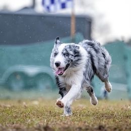Australian Shepherd and Border Collie All Grown Up from Lightspeed Kennels