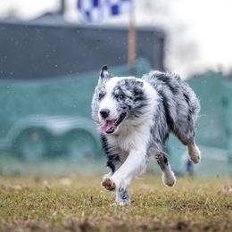 Australian Shepherd and Border Collie All Grown Up from Lightspeed Kennels