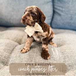 Spud - Merle male Goldendoodle puppy in Soddy Daisy, Tennessee from The W Doods