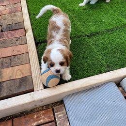 Cavalier King Charles Spaniel Puppies from Austin Cavaliers