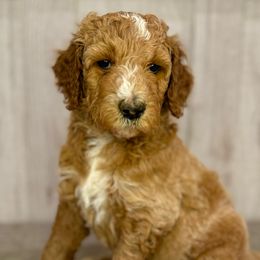 Frosty - Goldendoodle puppy from Golden Life Doodles