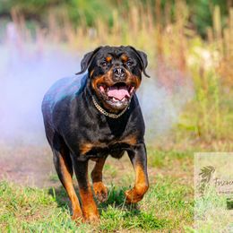Bella - Rottweiler