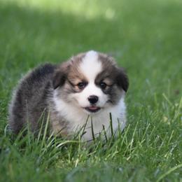 Pembroke Welsh Corgi Puppies from Willow Creek Corgis