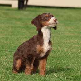 KitKat - Tri-color female Bernedoodle puppy in Honey Brook, Pennsylvania from Green Ridge Puppies
