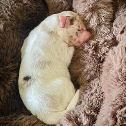 Goose - Merle male Pomsky puppy in Greenville, South Carolina from Thicketty Mountain Pomskies