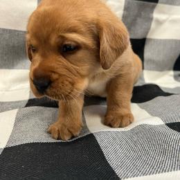 Red Collar - Yellow male Labrador Retriever puppy in Beaverdam, Virginia from Gold Heart Labradors