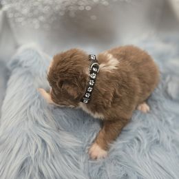 Australian Shepherd Puppies from Crooked Creek Australian Shepherds