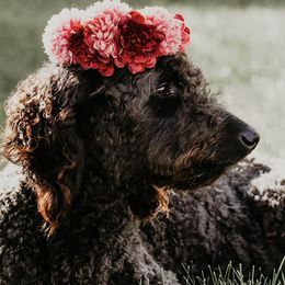 Goldendoodles from Teddybear Doodles