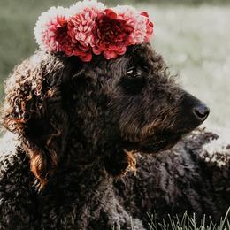 Goldendoodles from Teddybear Doodles