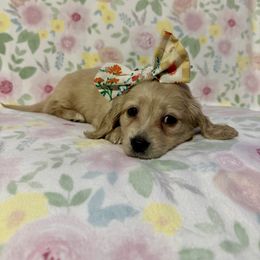 Dachshund Puppies from Southern Doxies Ms