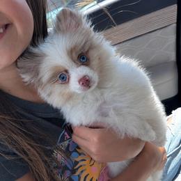Cruz - Chocolate merle male Pomeranian puppy in Menifee, California from Petite Poms Of CA