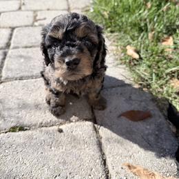 Cockapoo Puppies from M&M Cockapoos