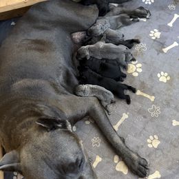Boy7 - Gray brindle male Cane Corso puppy in Granbury, Texas from Revolutions Kennel
