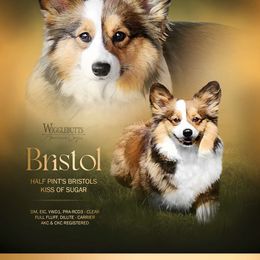Bristol - American Corgi
