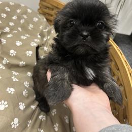 Girl 3 - Brindle female Shih Tzu puppy in Hibbing, Minnesota from Iron Range Shih Tzu and Puppies