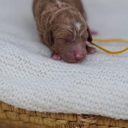 Sweet potato - Red  female Goldendoodle puppy in New Harmony, Indiana from Cottonwood Farms