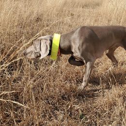 Weimaraner All Grown Up from Firemark Weimaraners
