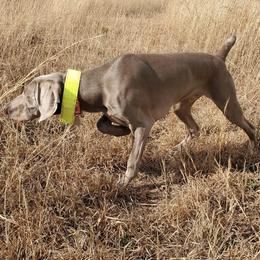 Weimaraner All Grown Up from Firemark Weimaraners