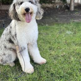 Sky - Sheepadoodle