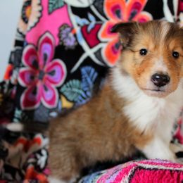 Collie Puppies from Americana Rough Collies