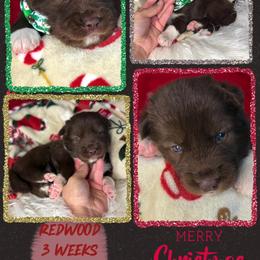 Redwood - Red and white male Siberian Husky puppy in Florence, Kentucky from Moonlight Howl Huskies