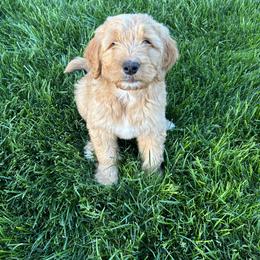 Bernedoodle Puppies from Over the Moon Poodles and Doodles