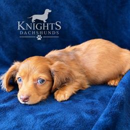 Ol Red 2300 - Red male Dachshund puppy in Brandon, Florida from Knights Dachshunds