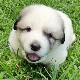 OFA Health Tested BLACK - White and badger male Great Pyrenees puppy in Lynchburg, Tennessee from Flashlight Farmers AKC Great Pyrenees