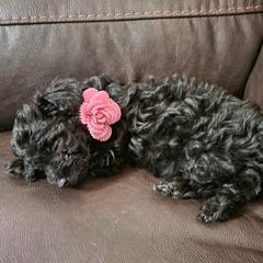 Cavalier King Charles Spaniel, Cavapoo, and Poodle Puppies from Far West Texas Oodles of Cavi's & Cavoodles