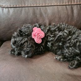 Cavalier King Charles Spaniel, Cavapoo, and Poodle Puppies from Far West Texas Oodles of Cavi's & Cavoodles