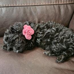 Cavalier King Charles Spaniel, Cavapoo, and Poodle Puppies from Far West Texas Oodles of Cavi's & Cavoodles