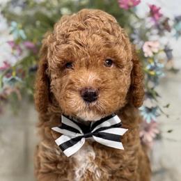 Iron puppy - Cream male Goldendoodle puppy in Yuciapa, California from AlltheDoodlez_