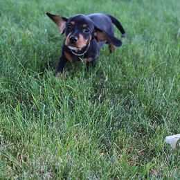Stella's Girl 3 - Black and tan female Dachshund puppy in Craig, Colorado from Rocky Mountain Shih Tzus and Dry Creek Miniature Dachshunds