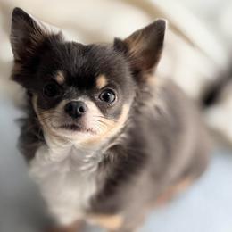 Mr T - Chihuahua