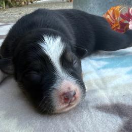 Sweet Girl 4-Black Tri - Black tri-color female Australian Shepherd puppy in Mayfield, Kentucky from Hamilton Farms