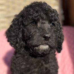 Matilda - Black and white female Saint Berdoodle puppy in Beach, North Dakota from Badland St. Berdoodles LLC
