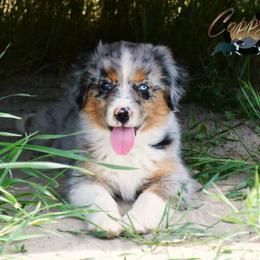 Australian Shepherd, Miniature American Shepherd, and Miniature Australian Shepherd Puppies from Copper Sky Aussies & Mini American Shepherds