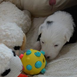 Old English Sheepdog Puppies from Roland Hills Farm