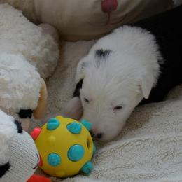 Old English Sheepdog Puppies from Roland Hills Farm