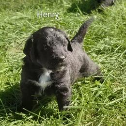 Patrick Henry - Black male Goldendoodle puppy in Lewistown, Pennsylvania from Southern Star Goldendoodles