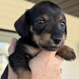 Companion Cross, Dachshund, and Miniature Schnauzer Puppies from Sheri Lauritsen
