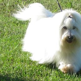 Cotons de Tulear from Whispering Lane Cotons