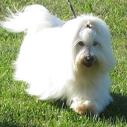Cotons de Tulear from Whispering Lane Cotons