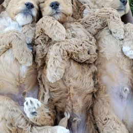 Goldendoodles from So Fetch Doodles