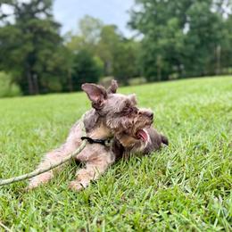 Jovie - Miniature Schnauzer