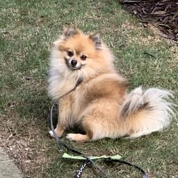 Gizmo - Pomeranian