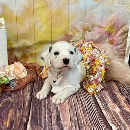 Girl 8 - White and black female Dalmatian puppy in Joshua, Texas from Rainier DALS LUA Dalmatians